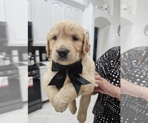 Medium Golden Retriever