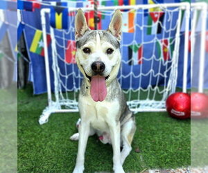 *REX - Male Siberian Husky Dog for Adoption - Photo #2