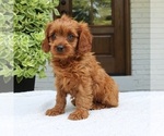 Small Cavapoo (Miniature)