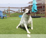 Small #3 Akita Mix