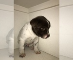 Small Photo #5 Sheprador Puppy For Sale in CASTLE ROCK, CO, USA