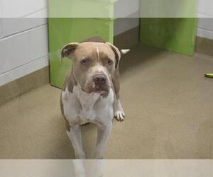 American Pit Bull Terrier Dogs for adoption in Decatur, IL, USA