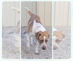 Small #3 Border Collie-Pointer Mix