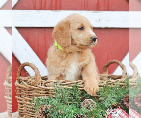 Medium Photo #2 Labradoodle Puppy For Sale in GREENCASTLE, PA, USA