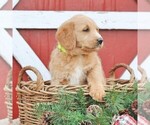 Small Photo #2 Labradoodle Puppy For Sale in GREENCASTLE, PA, USA