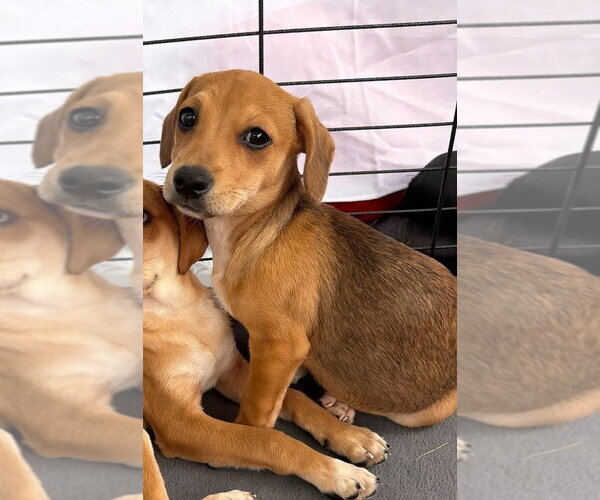 Medium Photo #7 Beagle-Unknown Mix Puppy For Sale in New York, NY, USA