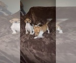 Small #3 Jack Russell Terrier