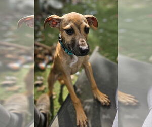 Retriever -Unknown Mix Dogs for adoption in Woodbury, NY, USA