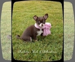 Small Photo #5 Chihuahua Puppy For Sale in HAMPTON, VA, USA