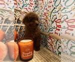 Small Photo #14 Goldendoodle (Miniature) Puppy For Sale in LAS VEGAS, NV, USA