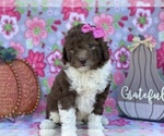 Small Photo #2 Miniature Labradoodle Puppy For Sale in LANCASTER, PA, USA