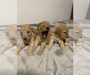 Goldendoodle (Miniature) Puppy for sale in SHELL LAKE, WI, USA