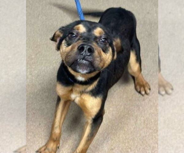 Medium Photo #2 Rottweiler-Unknown Mix Puppy For Sale in Hillsboro, NH, USA