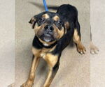 Small #1 Rottweiler Mix