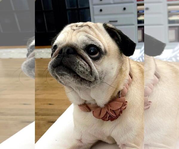 Medium Photo #2 Pug Puppy For Sale in Elizabeth City, NC, USA