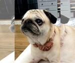 Small #1 Pug