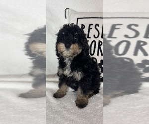 Bernedoodle Puppy for sale in GREENFIELD, IN, USA