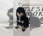 Image preview for Ad Listing. Nickname: Joey