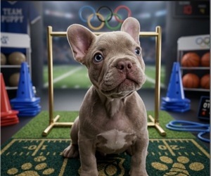 French Bulldog Litter for sale in MIAMI, FL, USA