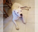 Small Photo #66 Dogo Argentino Puppy For Sale in PINEVILLE, MO, USA