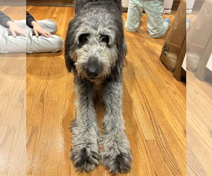 Poodle (Standard)-Unknown Mix Dogs for adoption in Princeton, MN, USA