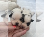 Small Photo #5 Shiranian Puppy For Sale in PLANO, TX, USA
