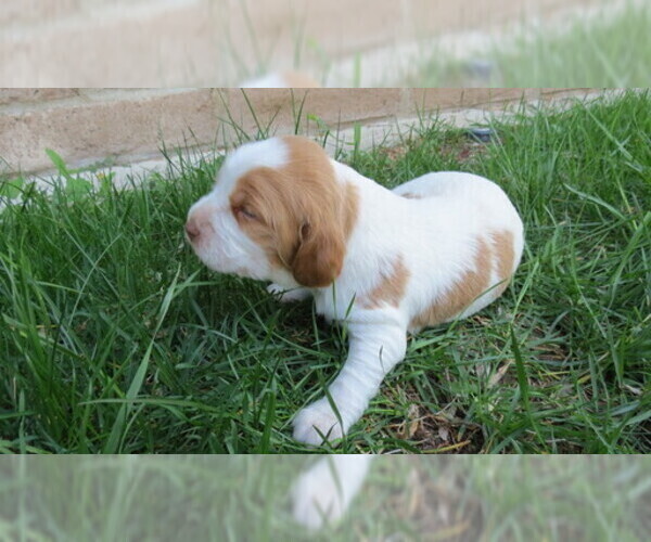 Medium Photo #2 Brittany Puppy For Sale in RIDGECREST, CA, USA