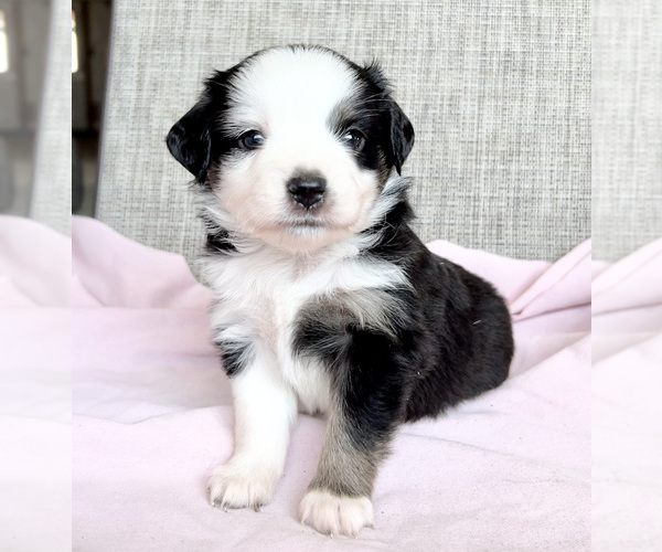 Medium Photo #2 Miniature Australian Shepherd Puppy For Sale in BEATTY, OR, USA