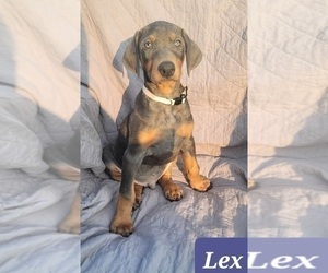 Doberman Pinscher Puppy for sale in POMEROY, OH, USA