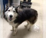 Small Siberian Husky