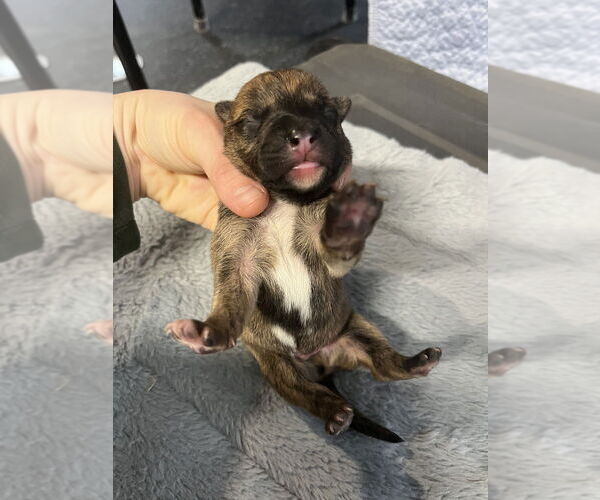 Medium Photo #1 Holland Shepherd-Unknown Mix Puppy For Sale in Imlay City, MI, USA