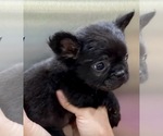 Small Photo #3 French Bulldog Puppy For Sale in NEW ORLEANS, LA, USA