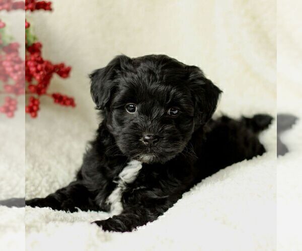 Medium Photo #3 Havapoo Puppy For Sale in LEOLA, PA, USA
