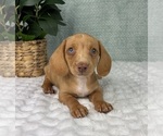 Small #1 Dachshund