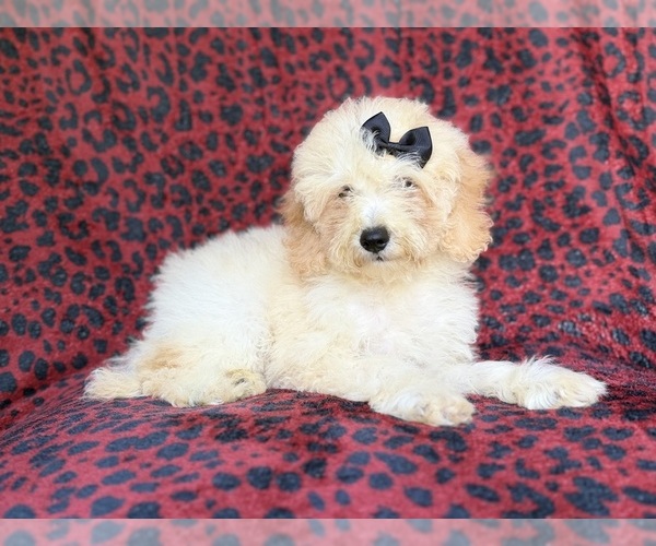 Medium Photo #2 Cockapoo (Miniature) Puppy For Sale in LAKELAND, FL, USA