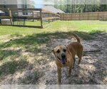 Small Photo #7 Black Mouth Cur-Labrador Retriever Mix Puppy For Sale in The Woodlands, TX, USA