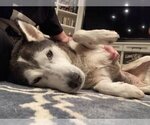 Small #3 Siberian Husky