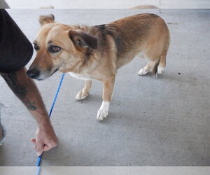 Mutt Dogs for adoption in Oroville, CA, USA