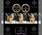 Small Photo #123 Poodle (Toy) Puppy For Sale in WARSAW, IN, USA