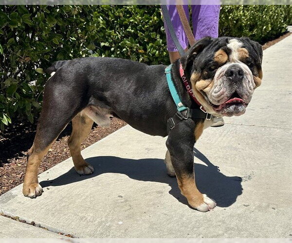 Medium Photo #3 Bull-Pei Puppy For Sale in Berkeley , CA, USA