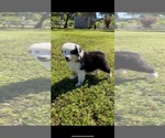 Small Photo #9 Australian Shepherd Puppy For Sale in COULTERVILLE, CA, USA