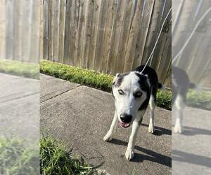 Siberian Husky Dogs for adoption in Houston, TX, USA