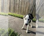 Small Siberian Husky