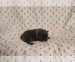 Small #2 French Bulldog