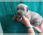 Small Photo #11 Cane Corso Puppy For Sale in COLUMBIA, SC, USA