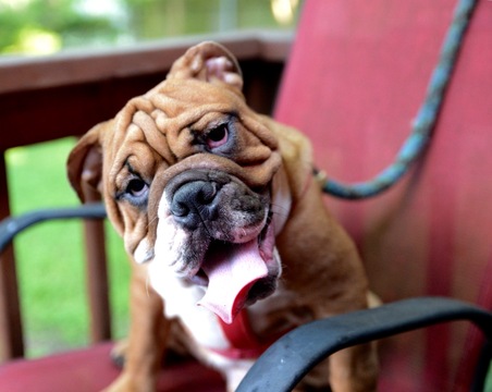 Medium Photo #1 English Bulldogge Puppy For Sale in AUSTIN, TX, USA