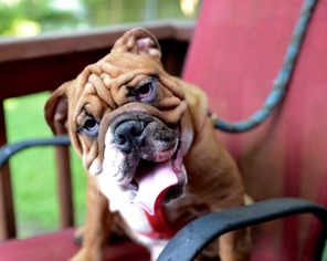 English Bulldogge Puppy for sale in AUSTIN, TX, USA