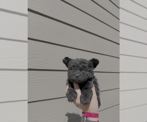 Pomapoo (Toy) Puppy for sale in PORTLAND, OR, USA