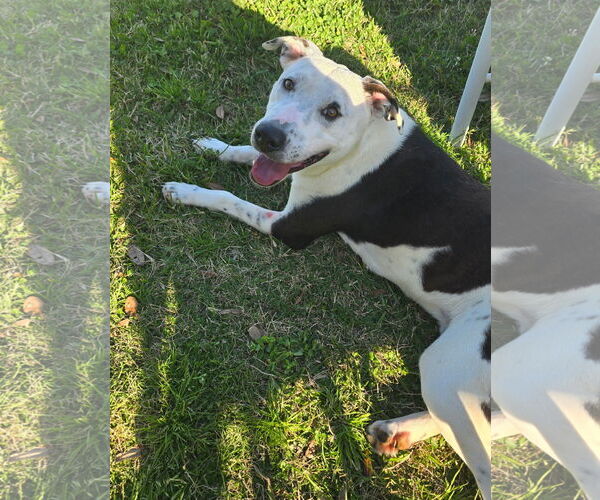 Medium Photo #4 American Pit Bull Terrier-Unknown Mix Puppy For Sale in Oakhurst, NJ, USA