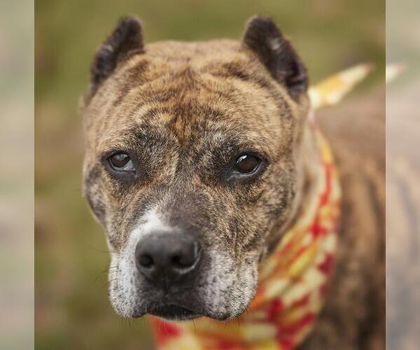 Medium Photo #3 Staffordshire Bull Terrier Puppy For Sale in Rosenberg, TX, USA